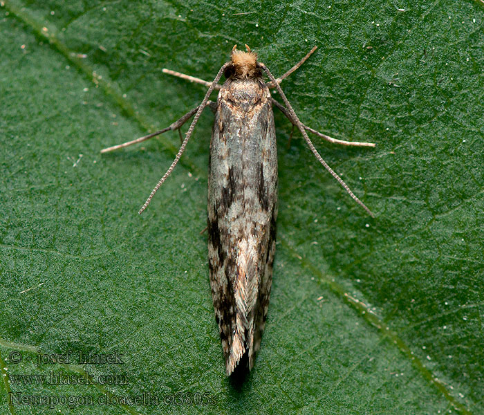 Nemapogon cloacella