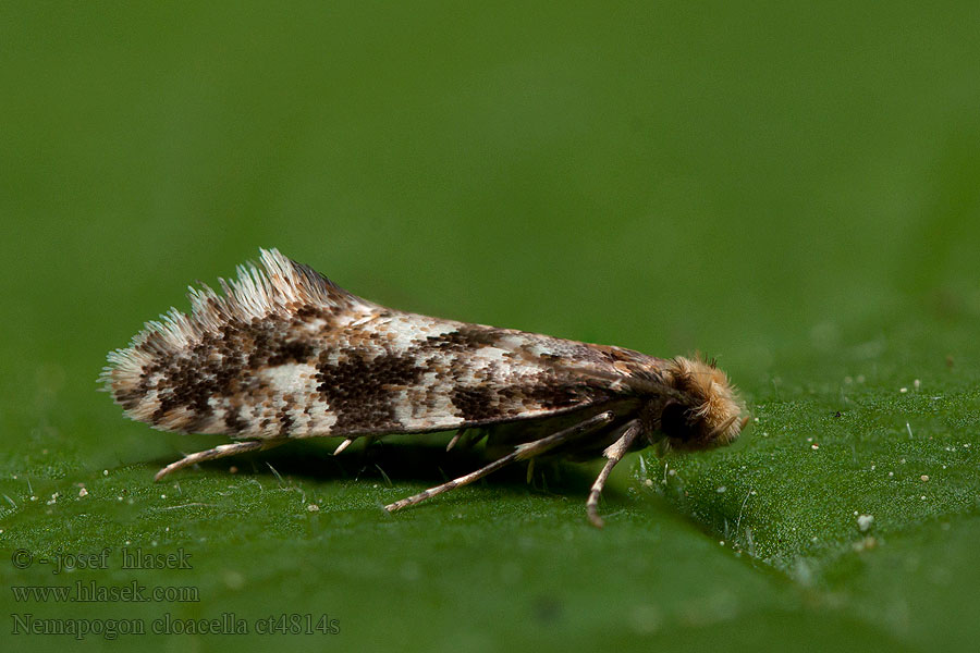 Nemapogon cloacella