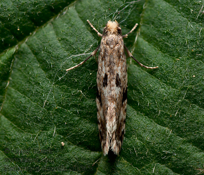 Nemapogon cloacella