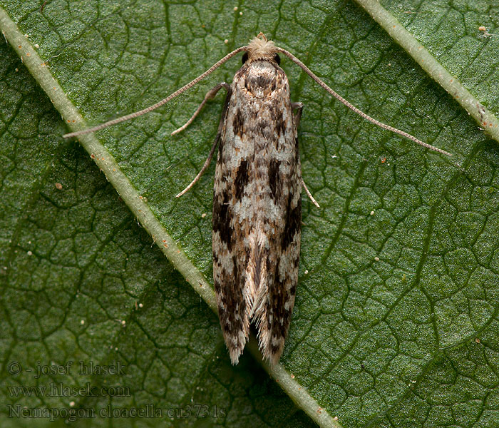 Nemapogon cloacella