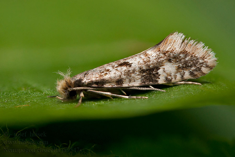 Nemapogon cloacella