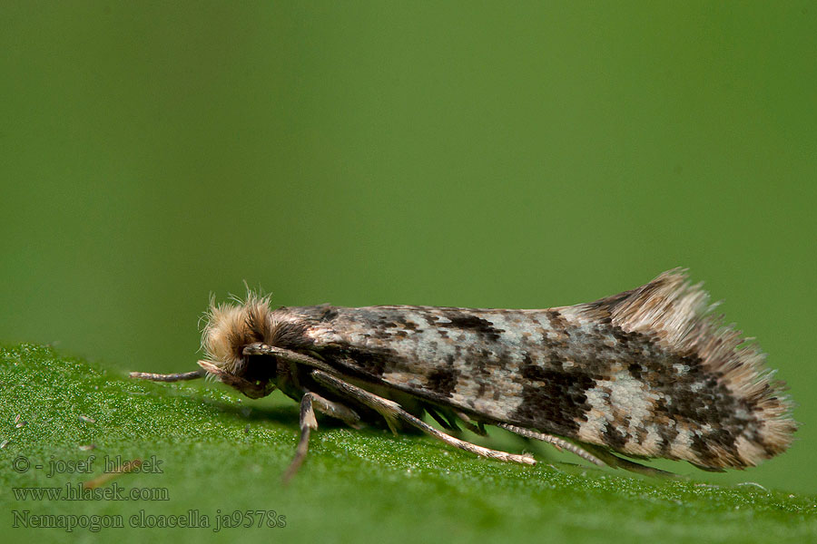 Nemapogon cloacella