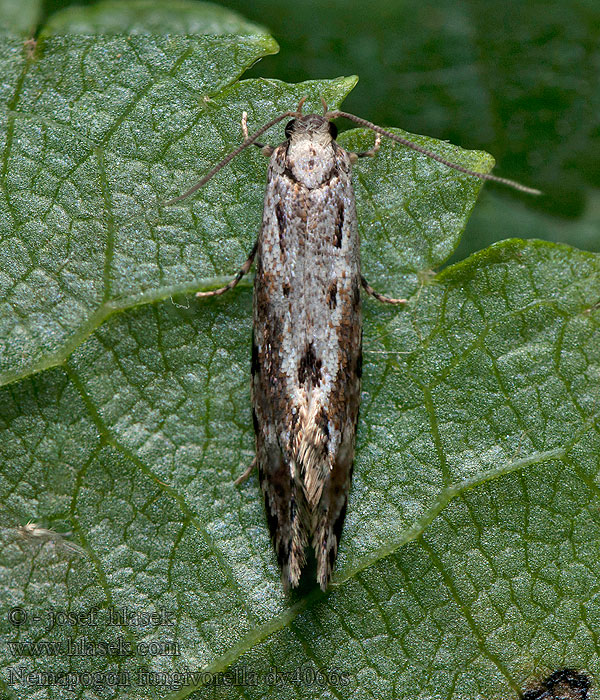 Korkmusslingsmal Nemapogon fungivorella