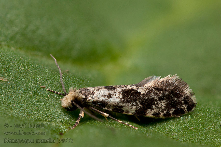 Nemapogon granella Kornmøll Kornmøl コクガ Falsa tignola grano