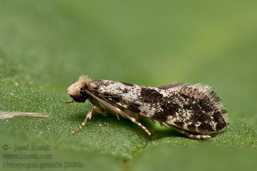 Mol obilný Nemapogon granella Tinea