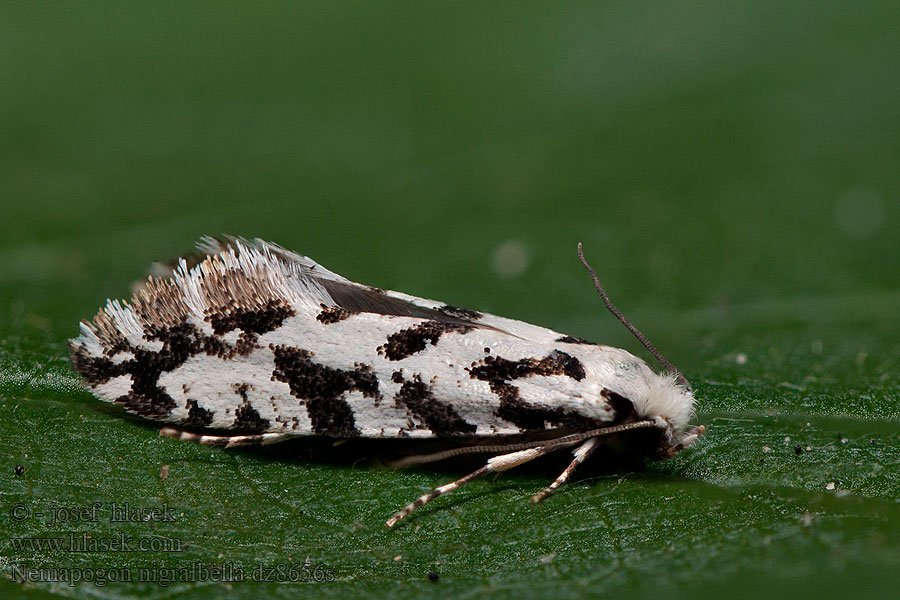 Nemapogon nigralbella