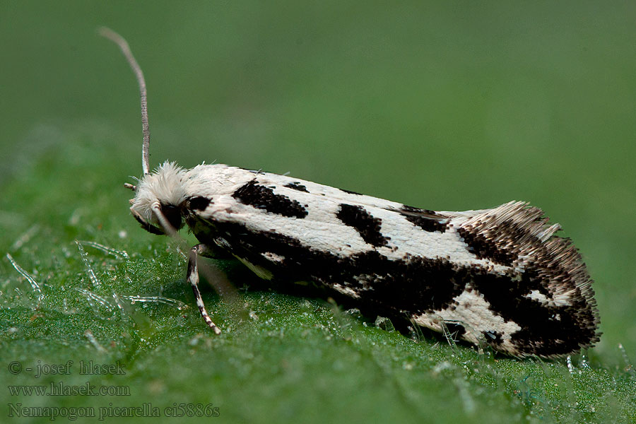 Nemapogon picarella Pied clothes moth Moľa Picarova