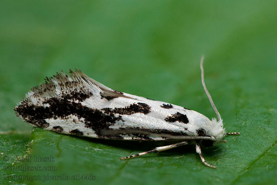 Pied clothes moth Nemapogon picarella