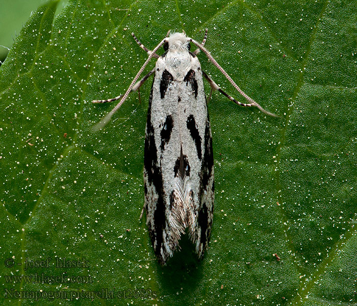 Nemapogon picarella