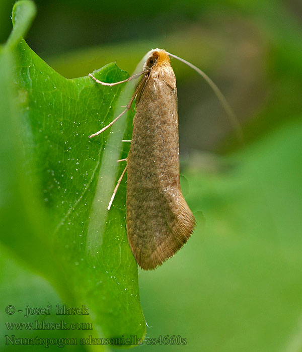 Gyűrűscsápú bajszosmoly Bokantennmal Nematopogon adansoniella