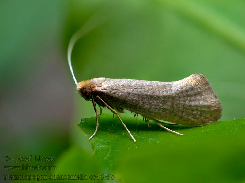 Adéla Adansova Gevlekte langsprietmot Gyűrűscsápú bajszosmoly Bokantennmal Nematopogon adansoniella