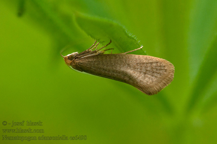 Nematopogon adansoniella Adéla Adansova Gevlekte langsprietmot