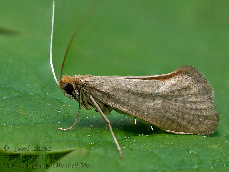 Adéla lesní Brown Longhorn Bosbeslangsprietmot Bronsantennmal Nematopogon pilella