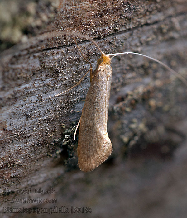 Nematopogon pilella Adéla lesní Brown Longhorn Bosbeslangsprietmot Bronsantennmal