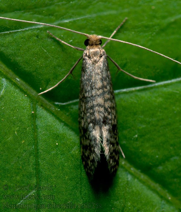 Nematopogon robertella robertellus Adéla borůvková