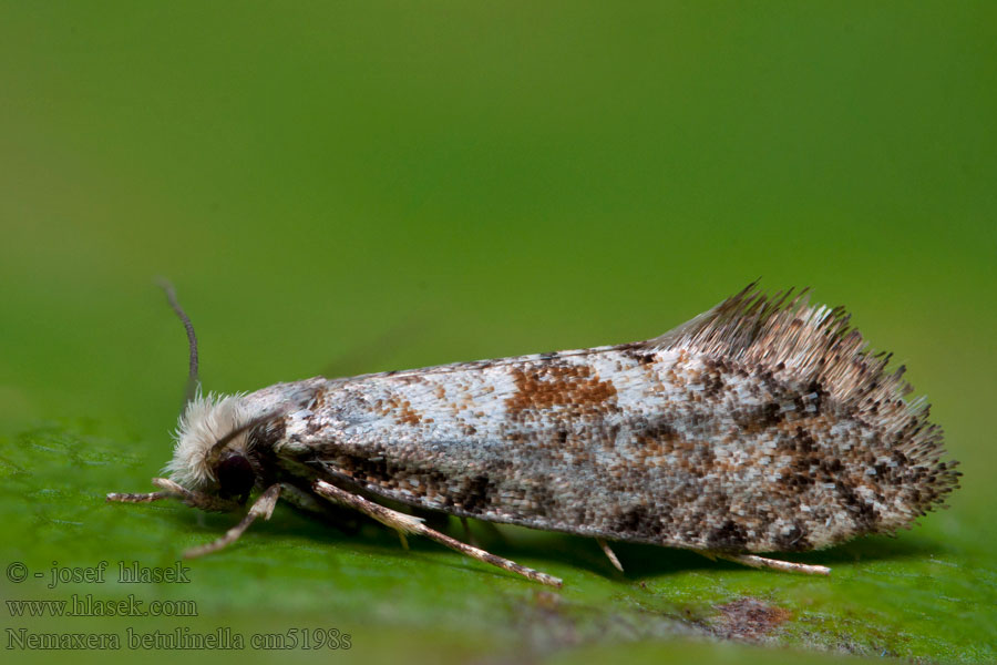 Моль корковая Nemaxera betulinella