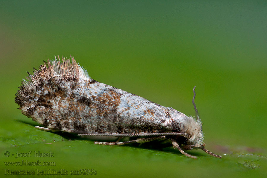 Nemaxera betulinella