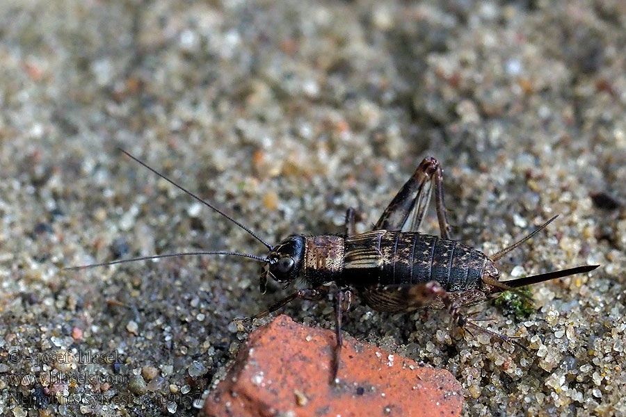 Piechotek podgajowy Сверкун лесной Grillo bosque Svrček dúbravový Nemobius sylvestris