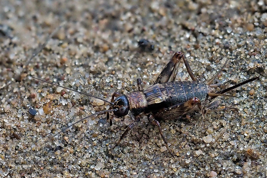 Wood cricket Bush Cvrček lesní Nemobius sylvestris