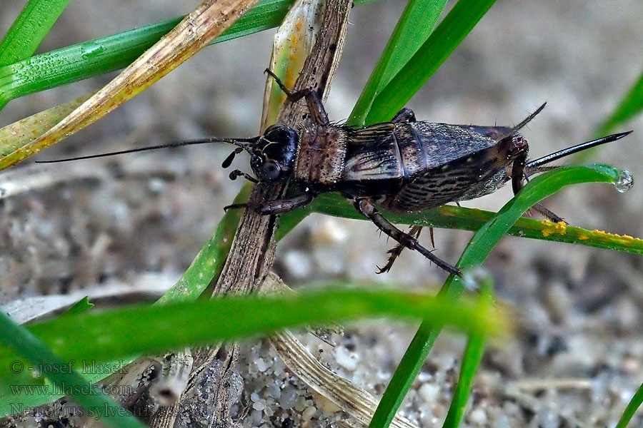 Nemobius sylvestris Grillo bosque Arbara grilo Svrček dúbravový