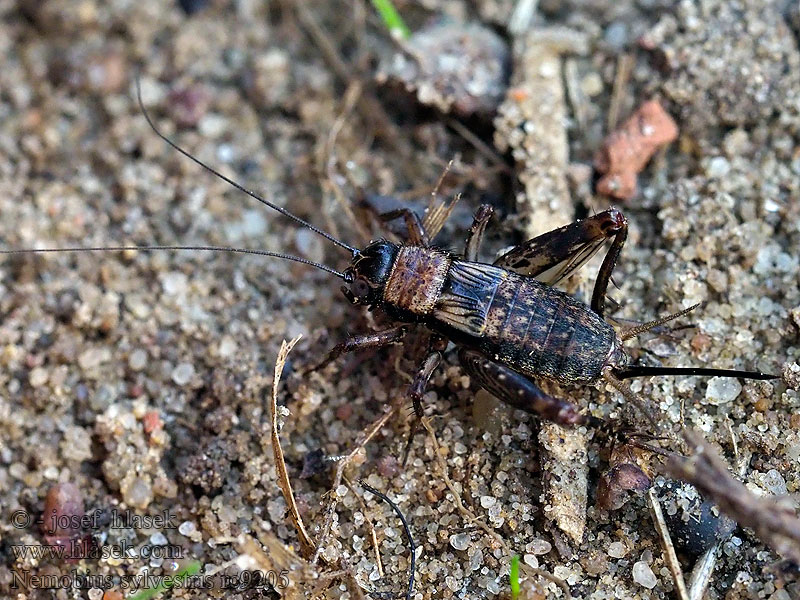 Nemobius sylvestris Piechotek podgajowy Сверкун лесной