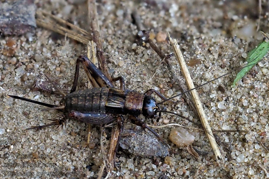 Nemobius sylvestris Acheta Wood cricket Bush Cvrček lesní