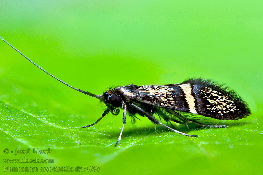 Nemophora associatella