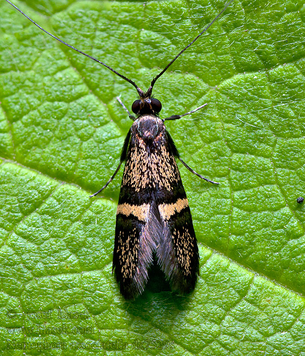 Nemophora associatella