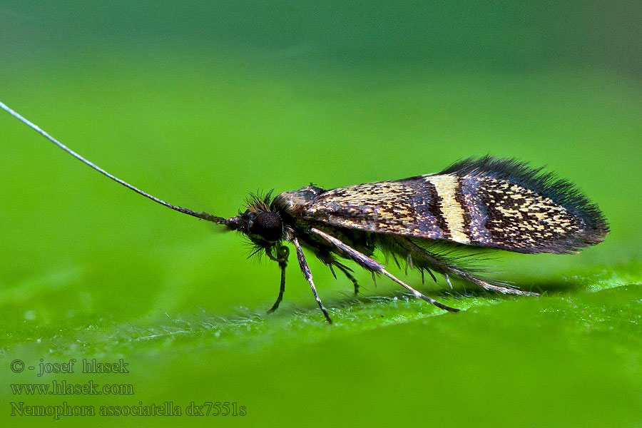 Nemophora associatella