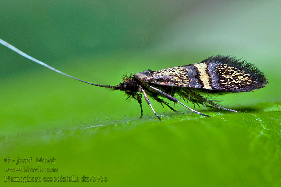 Nemophora associatella