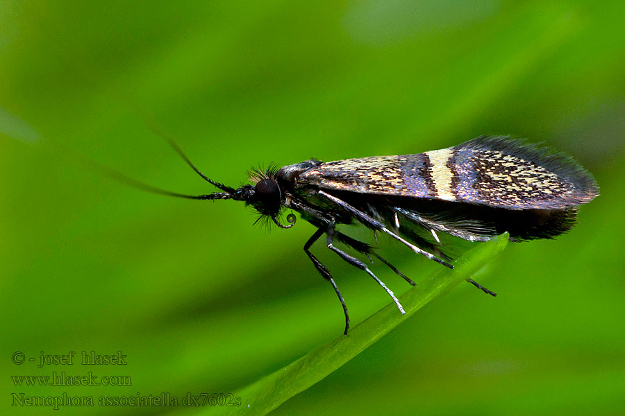 Nemophora associatella