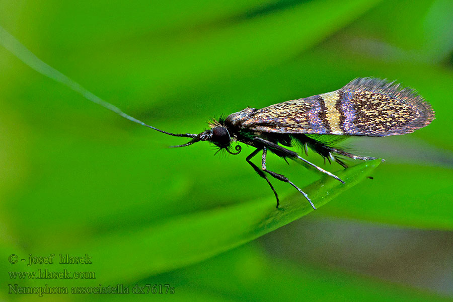 Nemophora associatella