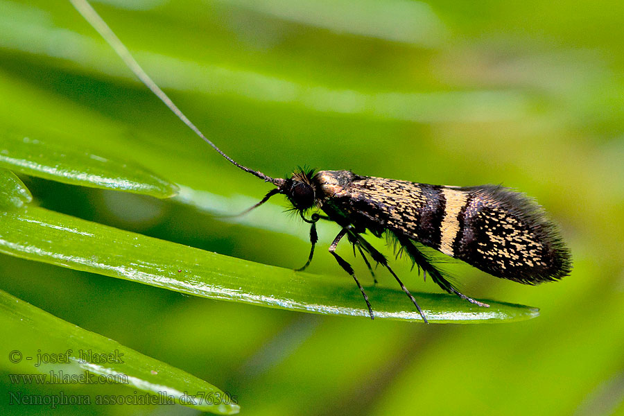 Nemophora associatella