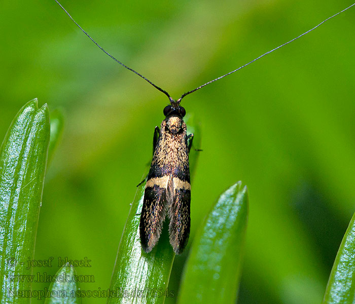 Nemophora associatella