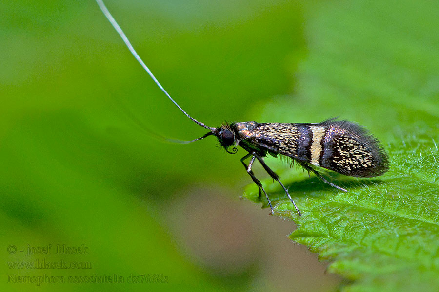 Nemophora associatella