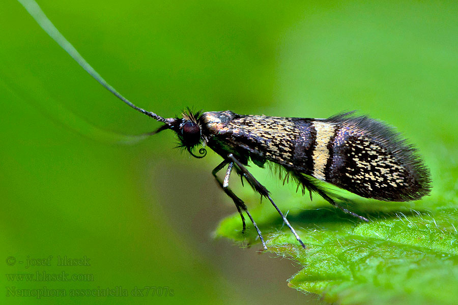 Nemophora associatella