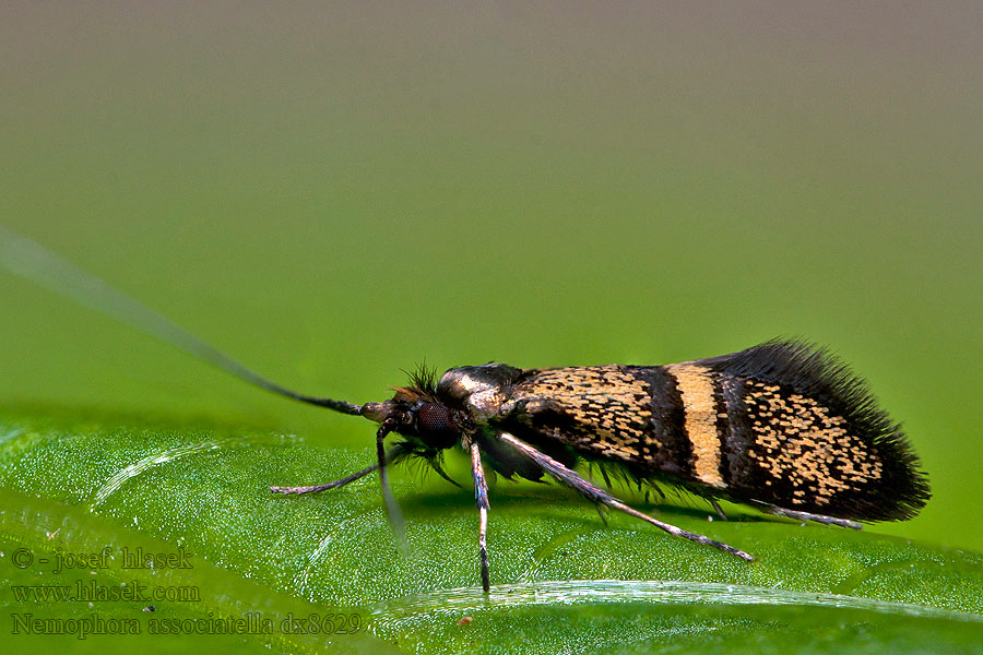Nemophora associatella