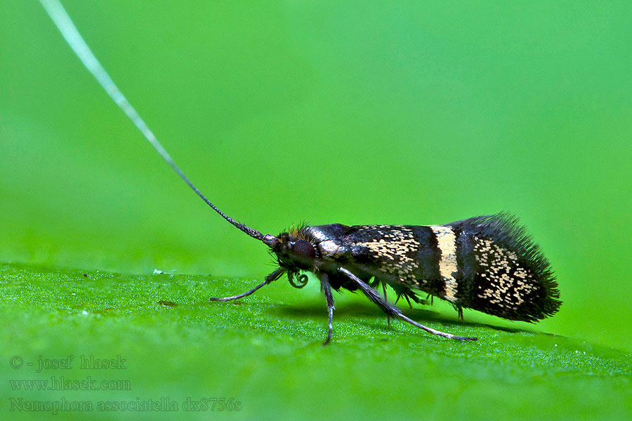 Nemophora associatella