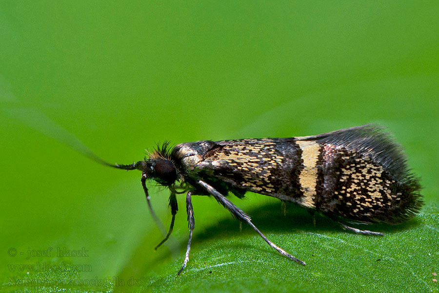 Nemophora associatella