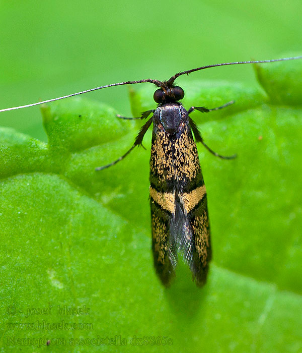 Nemophora associatella