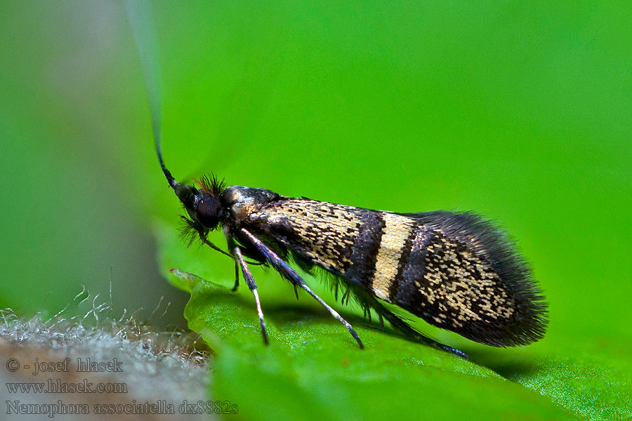 Nemophora associatella