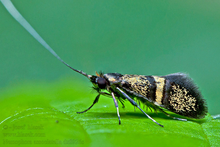 Nemophora associatella