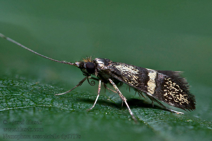 Nemophora associatella