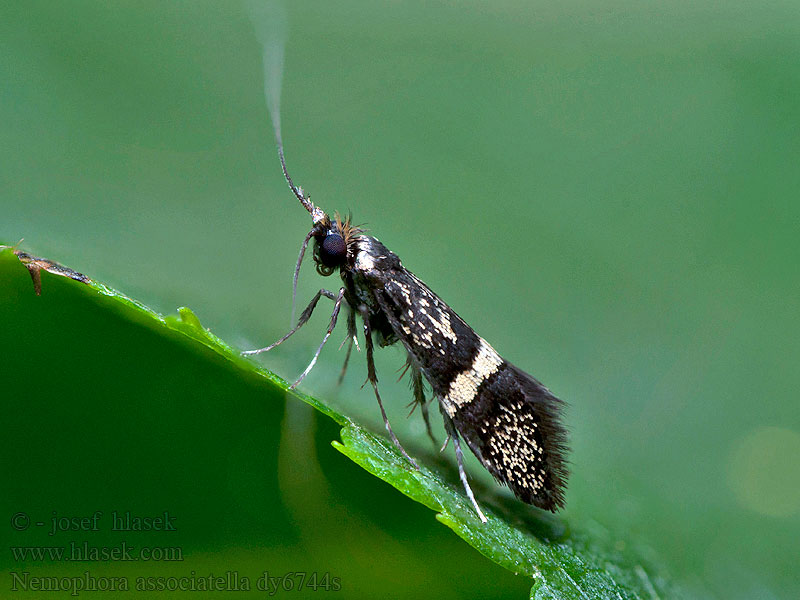 Nemophora associatella