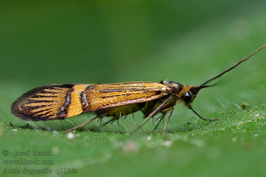 Degeers-Langfühler Wšsateczka Zawilczaneczka Nemophora degeerella