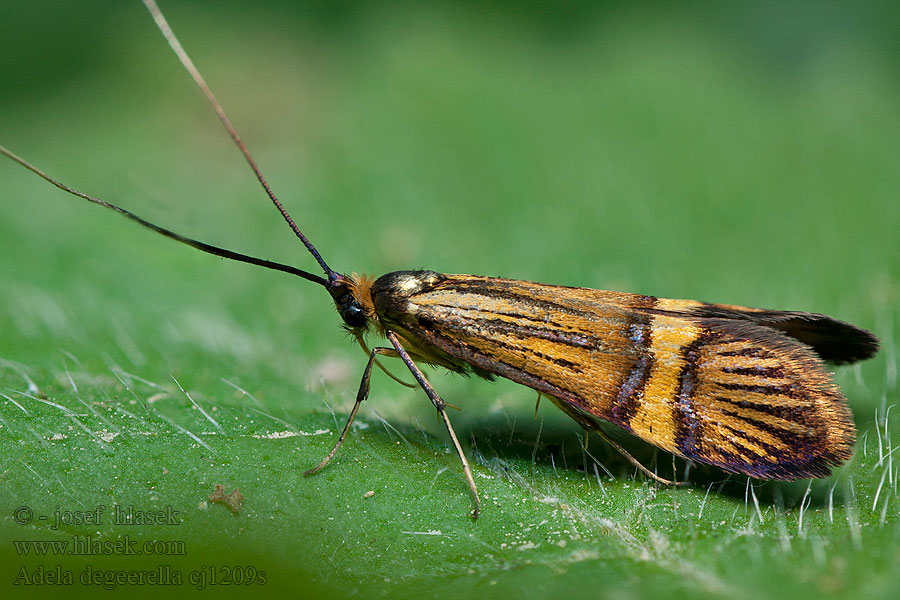 Adéla pestrá Nemophora degeerella Adela