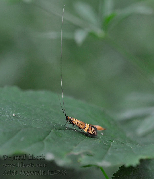 Длинноусая моль опоясанная Nemophora degeerella Adela