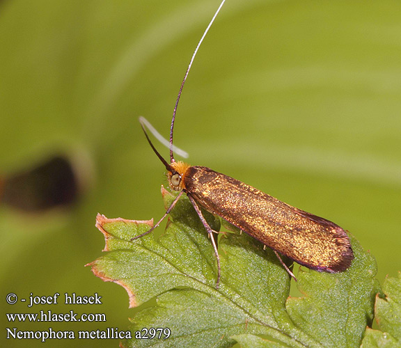 Nemophora metallica a2979