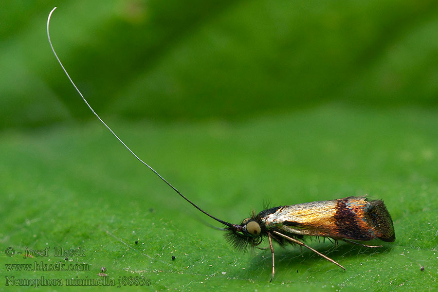 Nemophora minimella Ördögszem-tőrösmoly Kärrantennmal