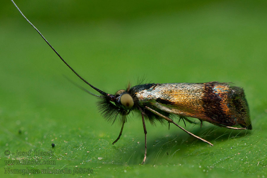 Nemophora minimella Adéla hlaváčová Blauwe-knooplangsprietmot